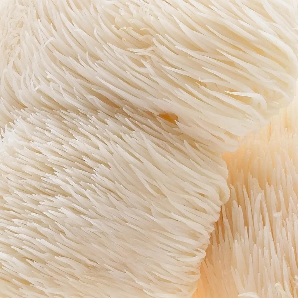 Functional Lion's Mane Mushroom 70% Dark Chocolate Bar