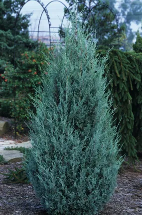 Juniper:  'Wichita Blue' (Bl)