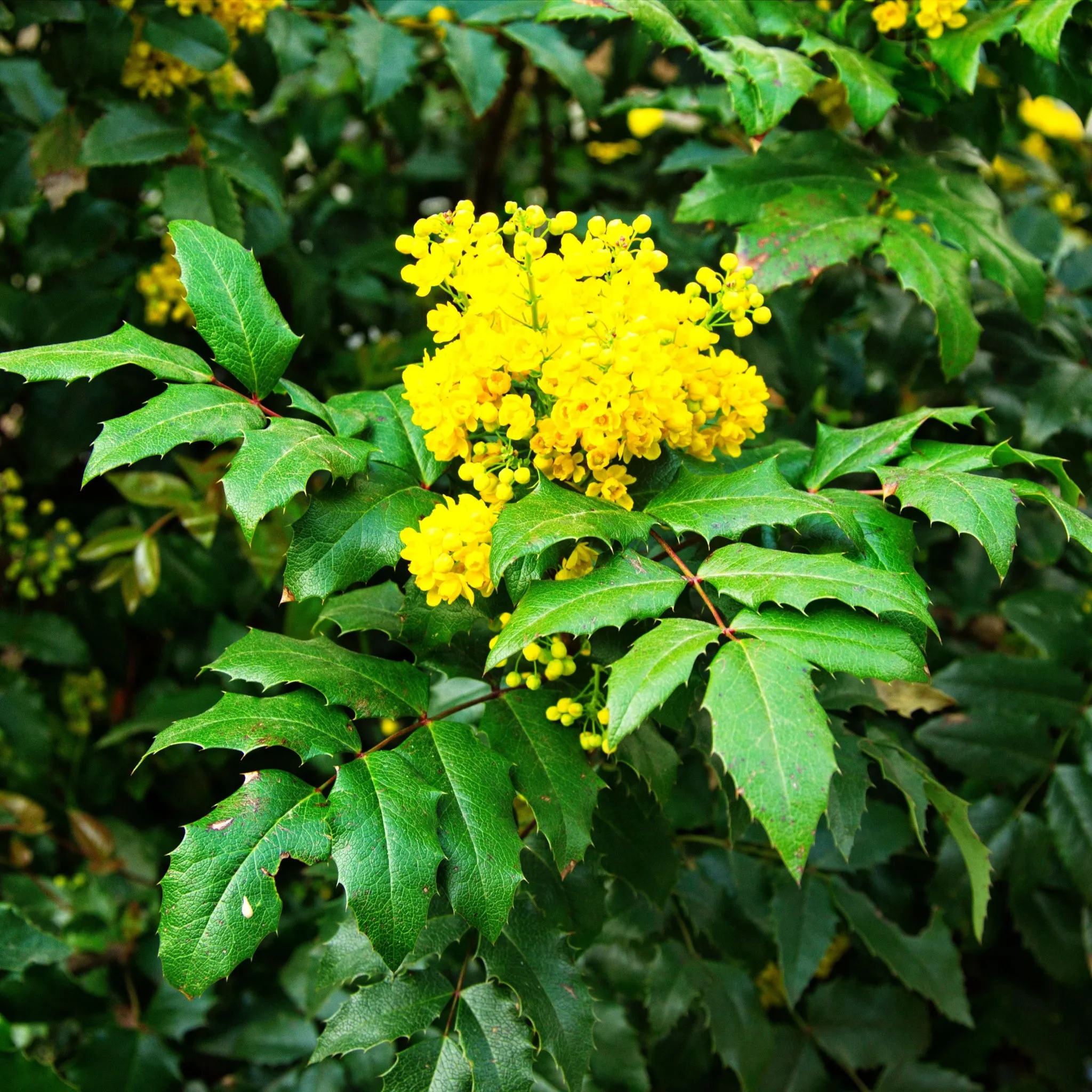 Mahonia 'Sweet Charity' 5L